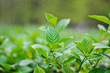 green leaves background