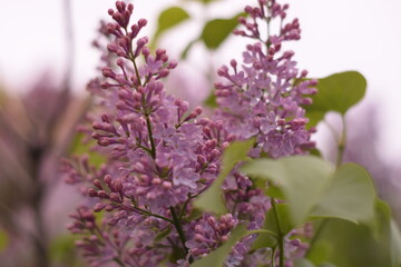 Fototapeta premium flowers