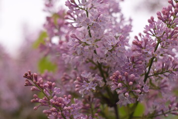 flowers in the garden