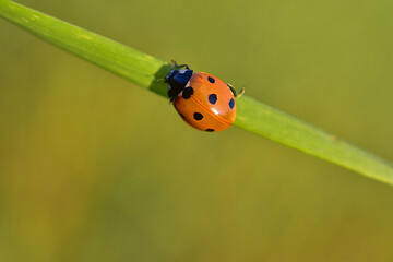 ladybug on leaf