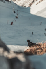 Oiseaux de montagne