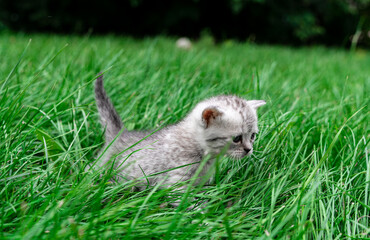 Gray kitten of the Scottish straight breed hunts a mouse in the green grass