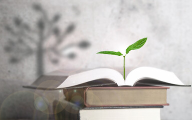 Seedling inside open book with tree shadow