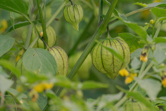 organic tomatillo fresh vegetables in the field
