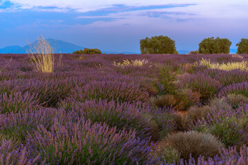 Fototapeta premium Lavender fields in bloom in Provence.