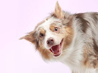 the dog shakes off. Happy Border Collie with funny muzzle. Pet in studio