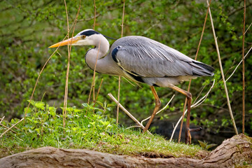 graureiher läuft durch schilf, ardea cinerea
