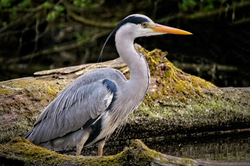 graureiher an einem see, ardea cinerea