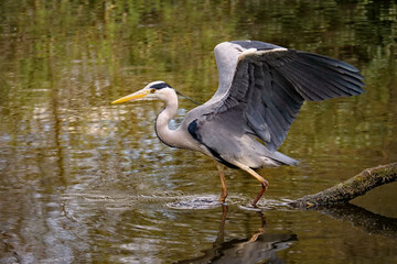 graureiher mit geöffneten flügeln in einem see, ardea cinerea