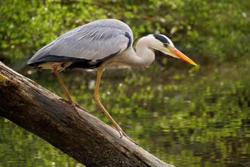 graureiher sitzt auf einem ast über dem wasser an einem see, ardea cinerea