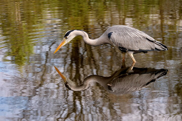 graureiher lauert auf Beute und spiegelt sich in einem see, ardea cinerea