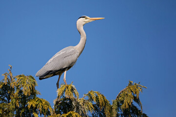 graureiher steht hoch oben auf einem baum vor blauem himmel, ardea cinerea