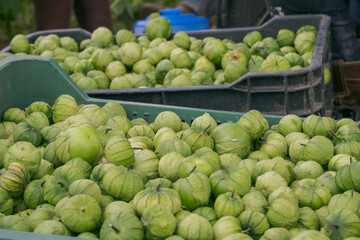 Fresh green tomatillo on the market Top view