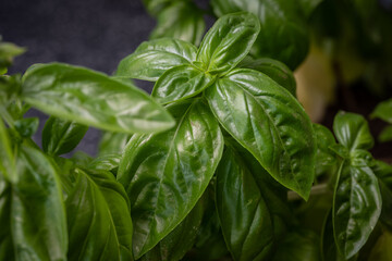 Basilikum