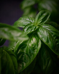 Basilikum