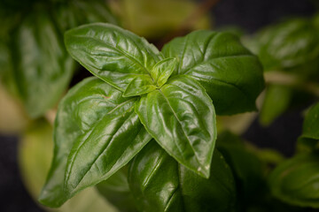 Basilikum