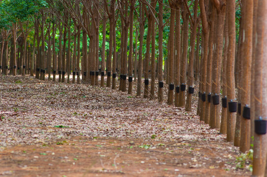 Natural latex harvest