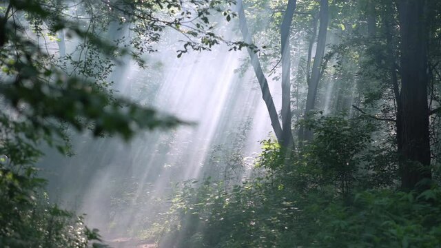 Beautiful morning in the woods. Fog through which the sun breaks through the trees in a landscape with a mystical atmosphere.