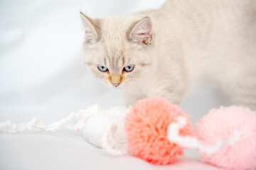 a light gray cat lies on a bed on a white sheet and plays with tangles 