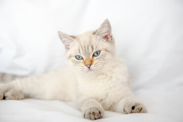 Fototapeta na wymiar British Shorthair cat lying and looking on white background,isolated