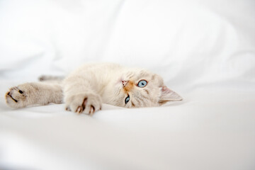 British Shorthair cat lying and looking on white background,isolated