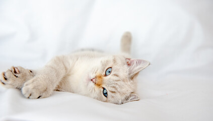 British Shorthair cat lying and looking on white background,isolated