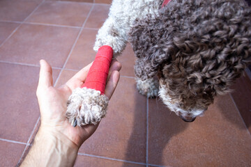 injured dog shaking paw with human palm - obrazy, fototapety, plakaty