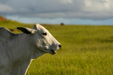 Nelore cattle in the pasture