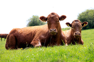 Braune Schweizer Rinder auf einer Weide. Biosphaerenreservat Rhoen, Thueringen, Deutschland, Europa...