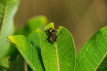 bee on leaf