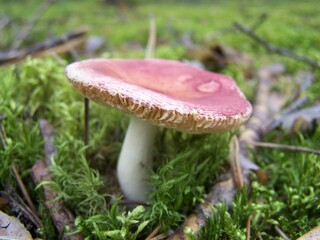 Mushroom in moss in forest