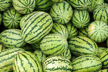 There are many round green striped watermelons on the market. Sale of fruits. Background