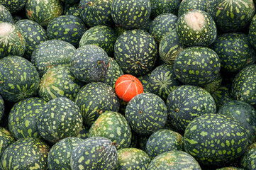 There are many dark green watermelons and ripe orange pumpkin in the market. Sale of fruits and vegetables. Background