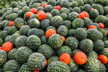 There are many dark green watermelons and orange pumpkins in the market. Sale of fruits and...