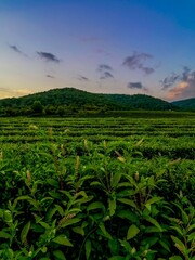Fototapeta na wymiar Great nature tea plantation