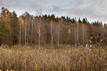 Autumn forest in bright and rich colors