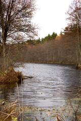 Forest lake in autumn, reflection of falling flies