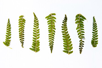 Seven small dried fern leaves in a row, ascending and descending in sizes, against white background