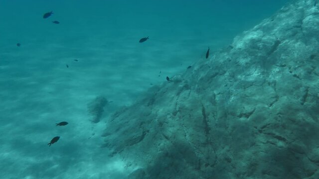 piccoli pesci neri vicino gli scogli nel mare in Calabria