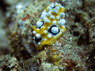 Nudibranch - Phyllidia ocellata