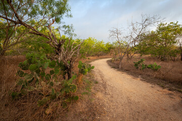 Fototapeta na wymiar Sandy path winding through nature park in early morning
