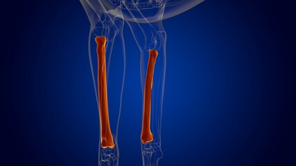 Radius Bones Dog skeleton Anatomy For Medical Concept 3D