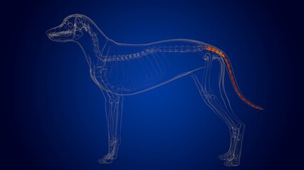 Caudal Vertebrae Bones Dog skeleton Anatomy For Medical Concept 3D