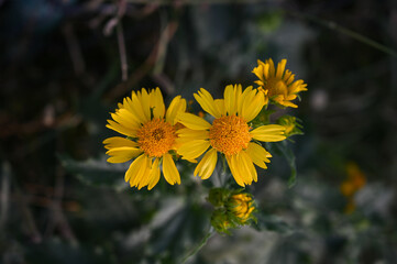Beautiful Yellow Wild Flower