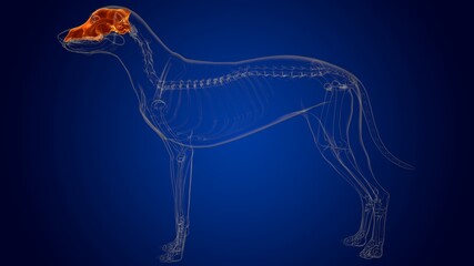 Cranium Bones Dog skeleton Anatomy For Medical Concept 3D
