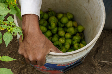 Fresh  tomatillo on the market Top view