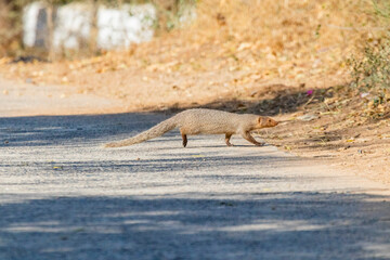 Indian grey Mongoose running around