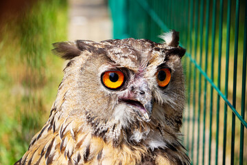 A gray owl in a cage in the park looks into the frame. A wild owl with sad yellow eyes.