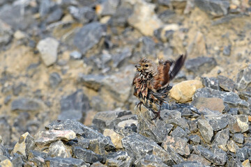 junger Bluthänfling // young Common Linnet, Eurasian Linnet (Carduelis cannabina) 