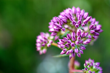 Lilac flowers of an onion decorative close-up